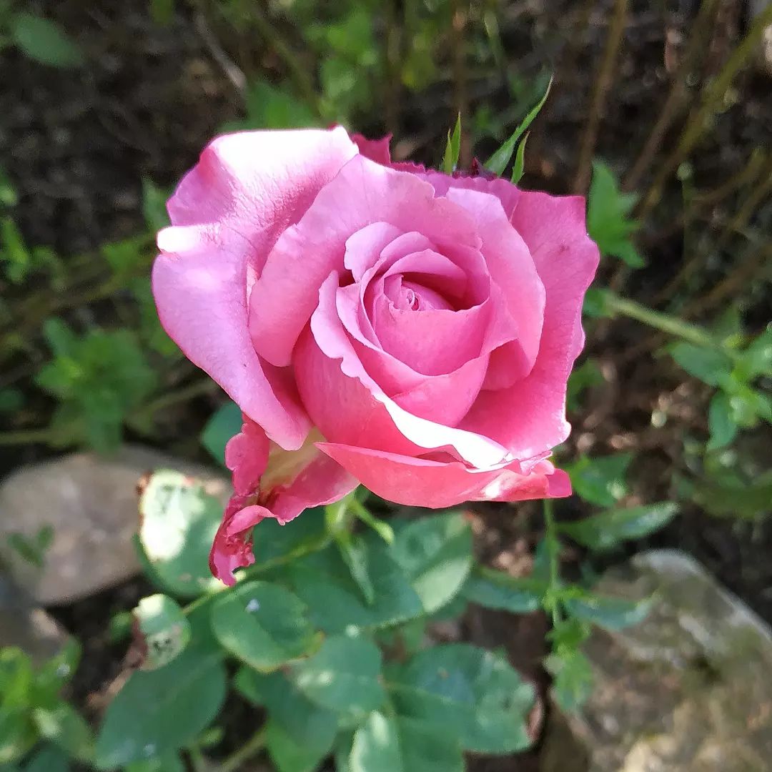 rosa lila wunder :: Ivana Dorothea Jelemenská